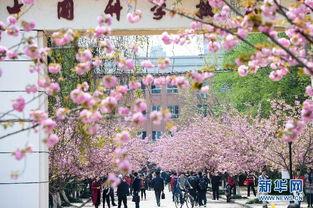 樱花校园最新大爆料,独家爆料带你探秘校园风云  第3张